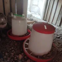 بلدرچین ماده و تخم گذار