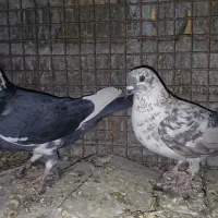 کفترپلاکی۷عدد|پرنده|شیراز, گویم|دیوار