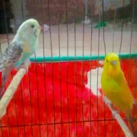 جفت مرغ عشق