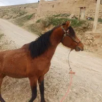 فروش اسب