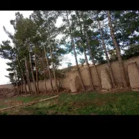 خریدار انواع چوب خشک وتر وسقفی