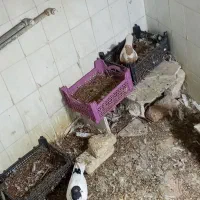 کبوتر افغانی ماده سرخ نر سیاه|پرنده|تربتحیدریه, آسایش|دیوار