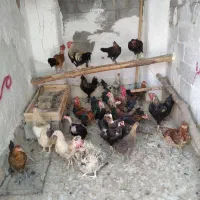 مرغ خروس محلی چاه قائدی وحیدکشتکار|حیوانات مزرعه|لامرد, |دیوار