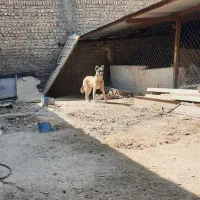 واگذاری دوتا طوله