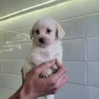 واگذاری سگ شیتزو