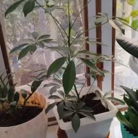 فروش گل خانگی|گل و گیاه طبیعی|سرپل ذهاب, |دیوار