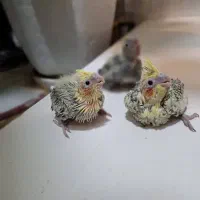 جوجه عروس هلندی|پرنده|کرج, کوی فرهنگ|دیوار