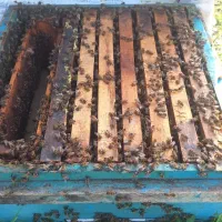 صد عدد زنبور|حیوانات مزرعه|چابکسر, |دیوار