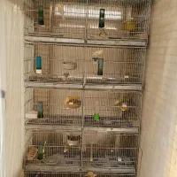 ماده قناری موزایکی