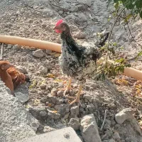 خروس|حیوانات مزرعه|محمدشهر, محمدشهر|دیوار