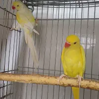 جفت طوطی ملنگو زرد و کرمینو