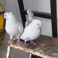 کفتر کبوتر نوک ریز نوک فنچ کله ای سینه ای|پرنده|فلاورجان, |دیوار