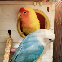 طوطی برزیلی جفت|پرنده|قرچک, شهرک طلائیه|دیوار