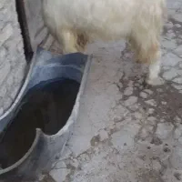 نربزدوقلوزا|حیوانات مزرعه|بجنورد, |دیوار