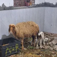 گ مصفل|حیوانات مزرعه|شادگان, |دیوار