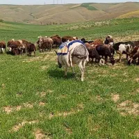 حیون گله ای