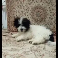 گمشده