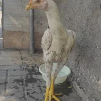 جوجه میکس اوشامو و ترک کوکو