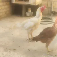 بعلت وقت رسیدگی نداشتن به فروش میرسد