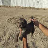 توله و سگ بزرگ نگهبان و گله