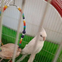 دو عدد طوطی عروس نر بالغ|پرنده|تاکستان, |دیوار