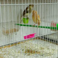 قناری ماده کوزه اماده 3عدد