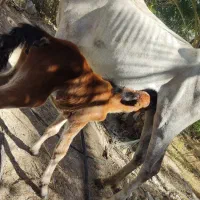 فروش اسب. با کره