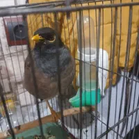 مرغ مینا دستی
