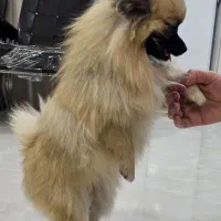 پامرهای شیطون وبازیگوش .پدرومادرو بچه هاش