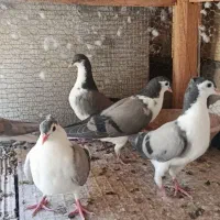 کبوتر طاقی دمگیر گلین تسمه زرد