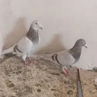 جفتگاه وجوجه