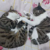 واگذاری رایگان دو تا گربه عقیم شده و شناسنامه دار