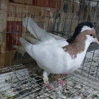 حیون حیون بازی