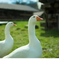 دو عدد غاز گمشده هرکی بیاره مژدگانی میدم