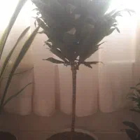 گل طبیعی|گل و گیاه طبیعی|اراک, |دیوار
