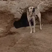 واگذاری توله سرابی سروکله دار|سگ|ساوه, |دیوار