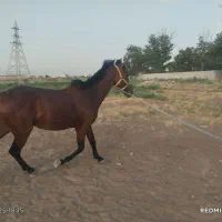 اسب نریان دوسر پنج ساله بدون ایراد|اسب و تجهیزات اسب‌سواری|الوند, |دیوار
