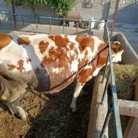 گاو|حیوانات مزرعه|میاندوآب, |دیوار