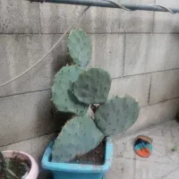 گلهای طبیعی اپارتمانی و کاکتوس