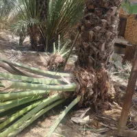 پاجوش برحی بصراوی