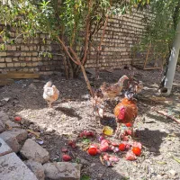 مرغ و خروس گلین چل تاج|حیوانات مزرعه|قم, شهرک توانیر|دیوار