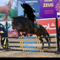 اسب تروبرد کورس پرش|اسب و تجهیزات اسب‌سواری|باقرشهر, |دیوار