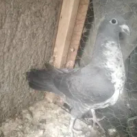 فروشی|پرنده|جنت, |دیوار