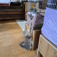 گربه زیبای اسکاتیش|گربه|آباده, |دیوار