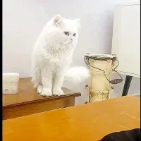 گربه نر زیبا|گربه|قم, پردیسان|دیوار