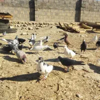 تعدادی کبوتر..