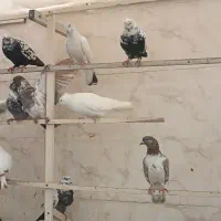 کبوتر|پرنده|ارومیه, |دیوار