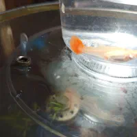 ماهی،گوپی،آکواریوم،لوازم آکواریوم،حلزون|ماهی|مهاجران, |دیوار