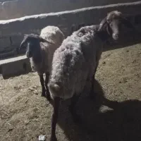 میش بردار بره