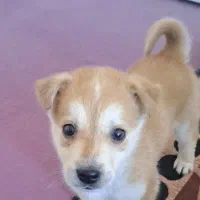 حیوان خانگی|سگ|زنجان, |دیوار